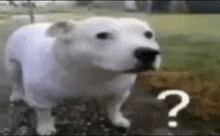 a white dog is standing next to a rock with a question mark .