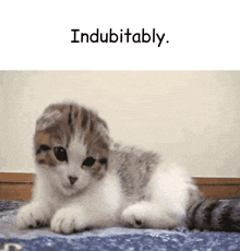 a kitten is laying on a blanket with the words " indubitable " above it