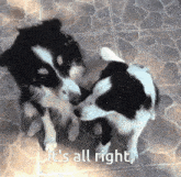 two black and white dogs looking at each other with the words it 's all right