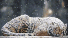 Tiger Snow GIF - Tiger Snow Chill GIFs