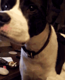 a black and white dog wearing a black collar