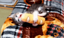Funny Cat GIF - Funny Cat Kitten GIFs