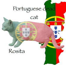 a cat with a portuguese flag on its back