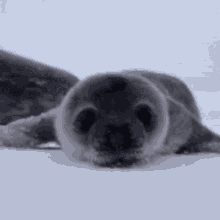 Seal Nose GIF - Seal Nose Boop GIFs