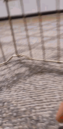 a close up of a person 's feet walking on a wooden floor .