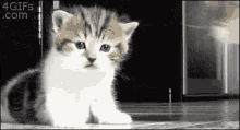 Squashed Cat GIF