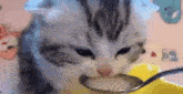 a kitten is eating from a spoon in a yellow bowl .