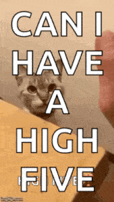 Cat High GIF - Cat High Five GIFs