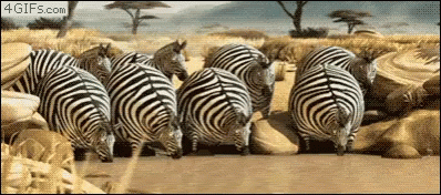 Animals Fat GIF - Animals Fat Startled - Discover & Share GIFs