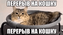a cat is laying in a basket on a table with a caption in russian .