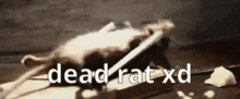 Dead Dead Rat GIF - Dead Dead Rat Dead Rat Xd GIFs