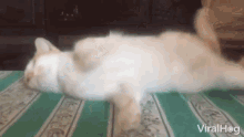 Roll Over Cute Cat GIF - Roll Over Cute Cat Epic Fail GIFs