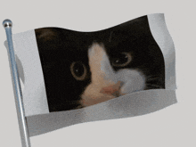 Flag Cat GIF - Flag Cat GIFs