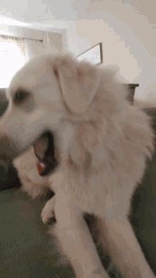 dog spin dog pyrenees white fluffy