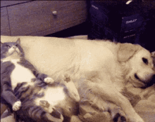 проснулись проспали убежали кот собака GIF - Woke Up Slept In Dog GIFs