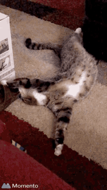 Cat Cats GIF - Cat Cats Playful GIFs