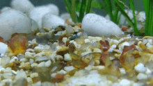 Fish Aquarium GIF - Fish Aquarium Pet GIFs