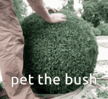 bush the