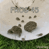 frogs are sitting on a white plate in the grass