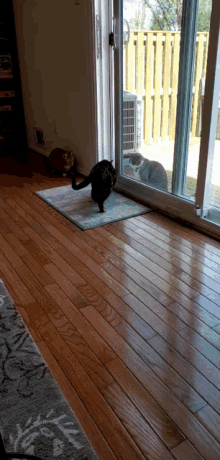 Startled Cat GIF - Startled Cat Gusgus GIFs