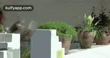 a person is standing in front of a row of potted plants on a balcony .