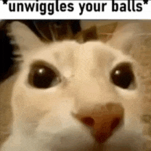 a close up of a cat 's face with the words `` unwiggle your balls '' written above it .