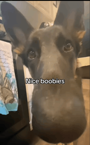 Nice Boobies GIF - Nice Boobies - Discover & Share GIFs
