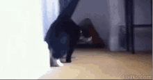 Sup Cat GIF - Sup Cat Tyler GIFs