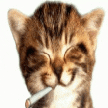 a cat is smoking a cigarette and smiling with its eyes closed