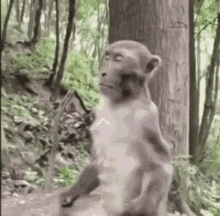 Monkey Healing GIF