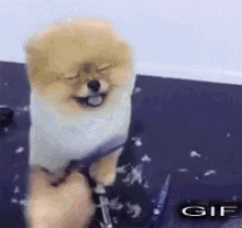 Dog Grooming GIF - Dog Grooming Pom GIFs
