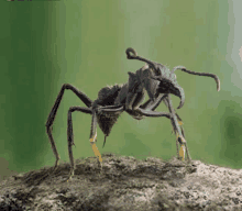 Mermi Karıncası Bullet Ant GIF - Mermi Karıncası Bullet Ant Paraponera Clavata GIFs