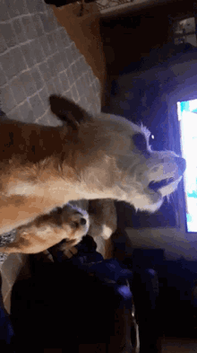 Cheering Dogs GIF - Cheering Dogs Howling GIFs