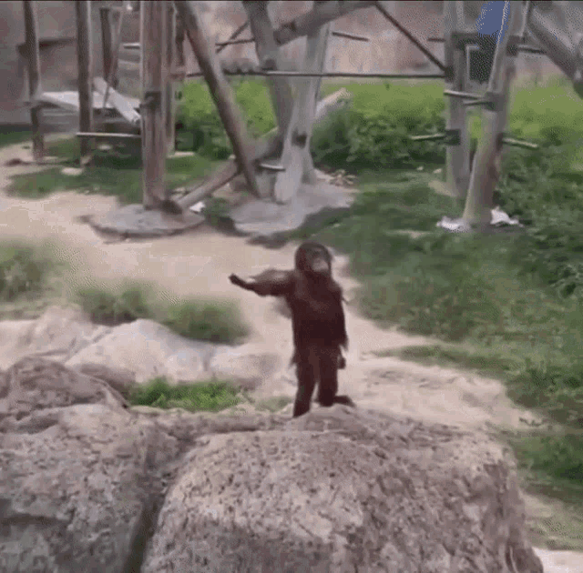 monkey-hand-out-give-me-orangutan.gif