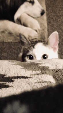 Crackers Kitty GIF - Crackers Kitty I See You GIFs