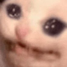 a close up of a cat 's face with black eyes and a pink nose .
