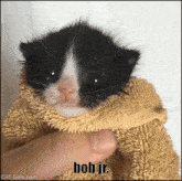 a black and white kitten wrapped in a towel with bob jr. written on the bottom