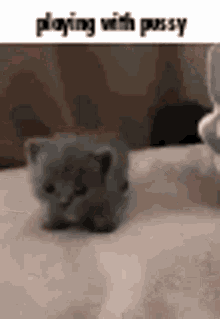 Pussy With GIF