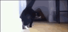 Cat Sup GIF - Cat Sup Pose GIFs