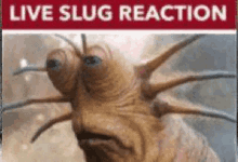 Live Slug Reaction GIF