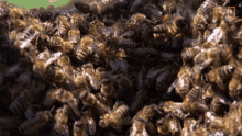 Bees Insect GIF - Bees Insect Bees Cage GIFs