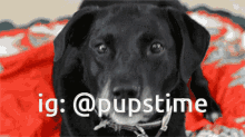 a black dog laying on a red blanket with the words ig @pupstime above it