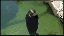 Seal You Spin Me Right Round Baby GIF
