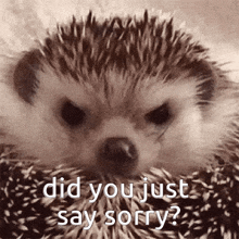 a close up of a hedgehog with the words `` did you just say sorry '' on it .