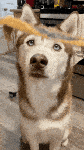 Dog Griffon GIF - Dog Griffon Husky GIFs