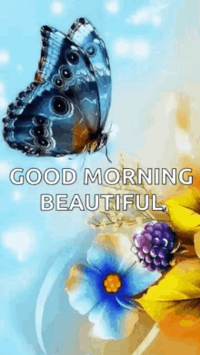 good morning beautiful butterfly flowers