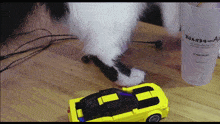 Chat Cat GIF - Chat Cat Betise GIFs