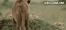 lions lion king hunting surprise ambush