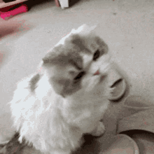Cute Cat GIF - Cute Cat Kitten GIFs
