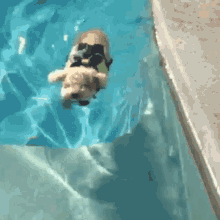 George The Poodle King GIF - Dog Swimming Puppy GIFs
